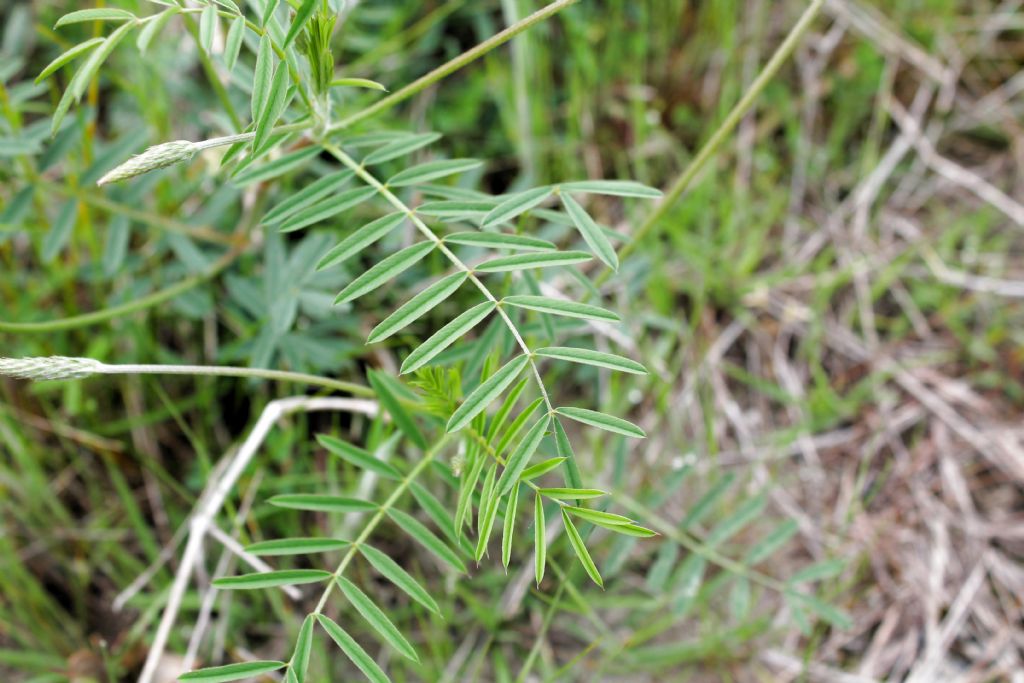 Onobrychis arenaria?